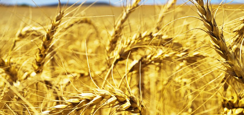 Il Grano Desert Durum dell'Arizona
