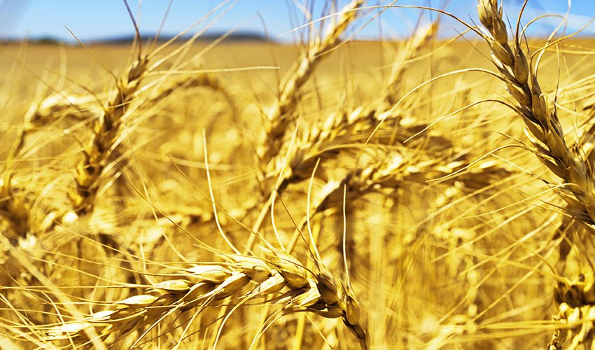 Il Grano Desert Durum dell'Arizona